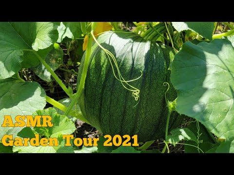 ASMR Little Garden Tour 2021