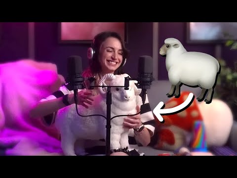 (Highly Requested) Sheep ASMR