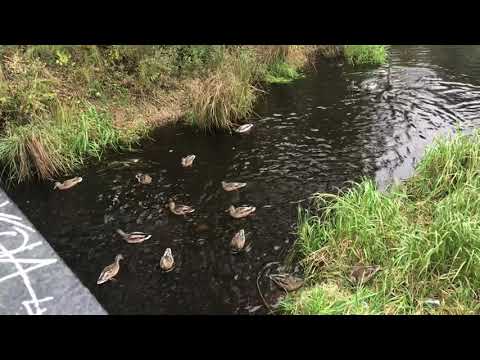 ASMR ducks in the pond 🦆🌊 АСМР утки в пруду ( relaxing sounds water )