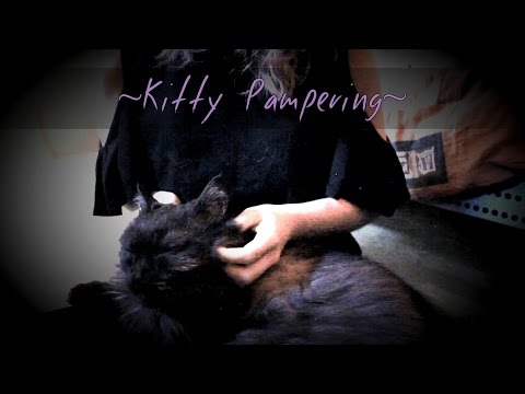 ASMR Kitty Pampering