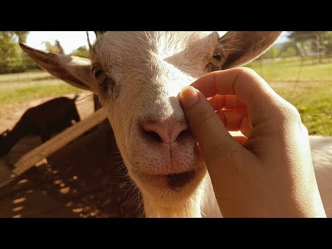 [ASMR] Petting My Animals ~ (No Music/Rooster version)