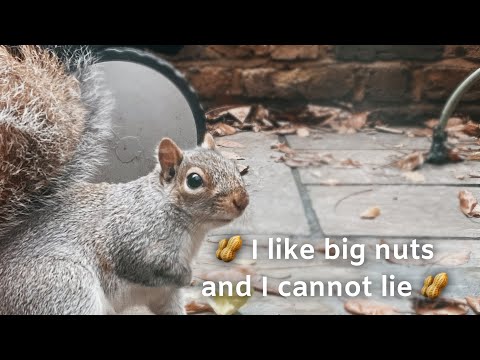 Feeding the Squirrel 🐿 Not ASMR