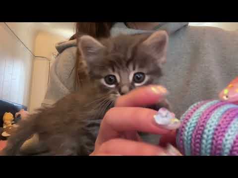 ASMR meet my new kitten MILO ^.^ (some cat purrs)