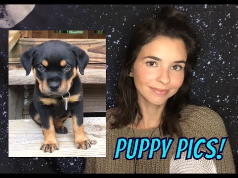 ASMR Talking about my dog *puppy pics* *gum chewing*