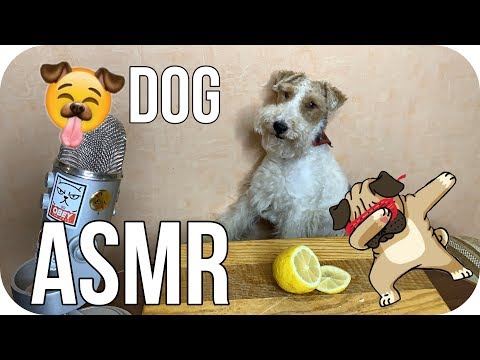 АСМР Собака Дегустатор 🐾🍋🍗 ASMR Dog Reviewing Different Food 🐾
