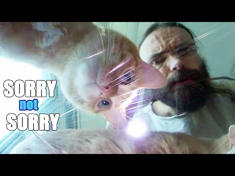 My cats walk on your face and kick you unapologetically (ASMR 360-degree) #pierregbonus 2