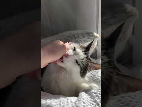 #SHORTS | Purring Cat Sounds For Relaxation