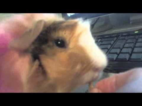animal video of a guinea pig eating whole wheat cereal oats he loves them