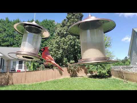 Video Request | NC Suburban Backyard Birds Up-Close