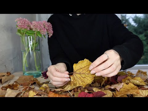 ASMR Fall Leaves From My Garden | Sorting | Crunchy Sounds (No Talking)
