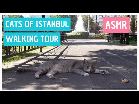 ASMR |  Entspannung mit KATZEN aus Istanbul 🐈(Whispering Voiceover & Relaxing Music, Deutsch)