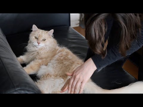 ASMR Cat Snuggle Kuddle | Purring