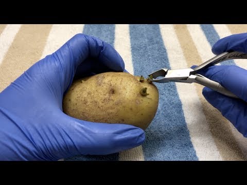 [ASMR] Removing Warts From Potato - Surgery