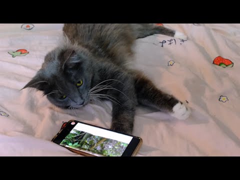 ASMR | My Cat Entertains You With a Game 🐱
