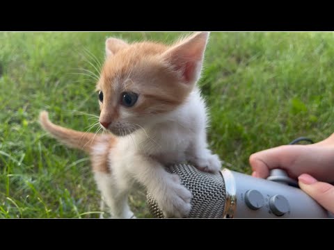 Asmr with cats