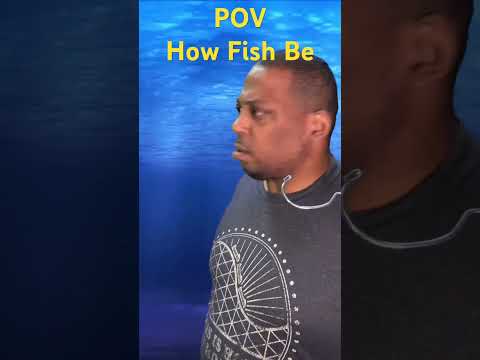 POV How Fish Be Acting