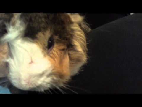 GUINEA PIG IS BIG AND SO CUTE