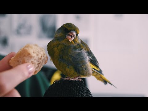 ASMR Doy de comer a mi pájaro (eating sounds & susurros Español)