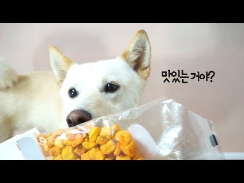 [ASMR] 강아지 동결건조 간식 이팅사운드 + 크링클사운드 Dog Tries Freeze Dried Dog Food + Crinkle Sounds