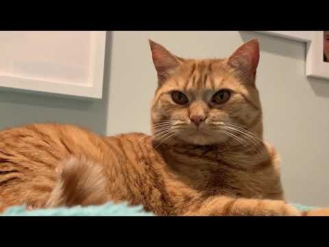ASMR Kitty Tingles (Purring, Petting, and Crunching)