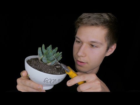 ASMR dissecting a Cactus for Sticky Tingles
