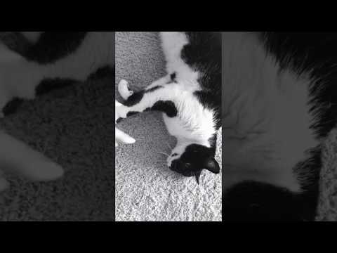 Lo-Fi ASMR // Petting my cat