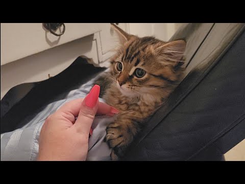 Kitten ASMR