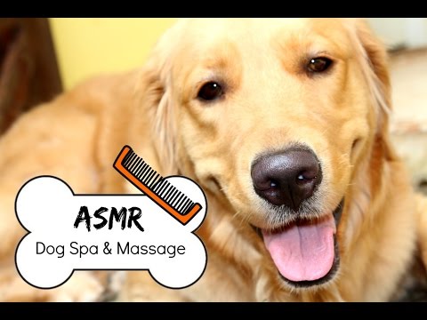 Golden ASMR Spa para Cães 🐶 Massagem + Escova + Soft Spoken | Energia Zen ASMR