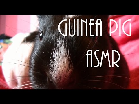 Guinea Pig Takeover (ASMR) Best with headphones!