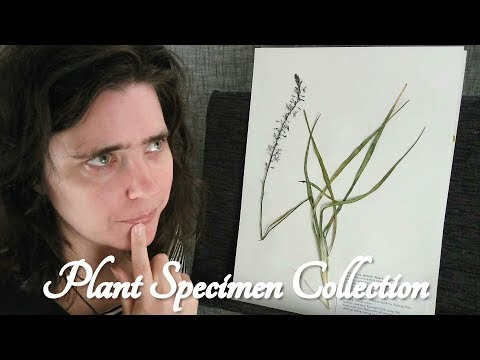 ASMR Plant Specimen Collection (Herbarium, Scientific, Dried Plants, Botany)☀365 Days of ASMR☀