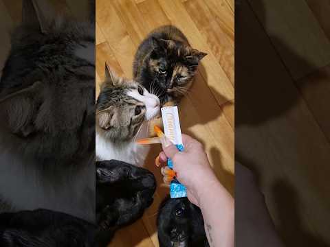 4 gatos VS el creamy