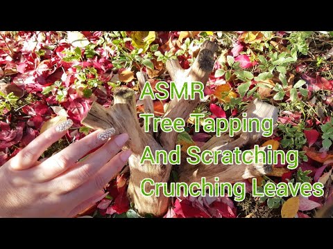 ASMR Tree Tapping And Scratching Crunching Leaves (Whispered)