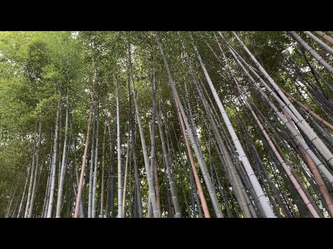 ASMR JAPAN VLOG 🎋 DAY EIGHT | arashiyama bamboo forest, kinkaku-ji, kiyomizu-dera, kyoto tower