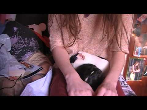 Guinea Pigs and an Update *ASMR*