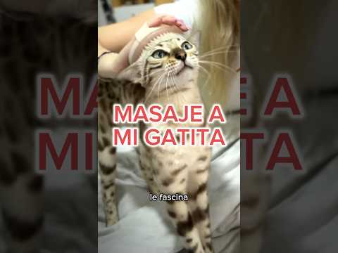 MASAJE A MI GATITA🐈 #asmr #cat #massage #massagetherapy