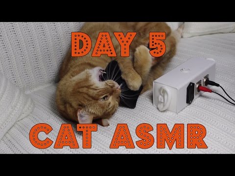 Busy Week ASMR: Quick Super Close-Up Tingles | Day 5, Cat ASMR | Binaural HD ASMR