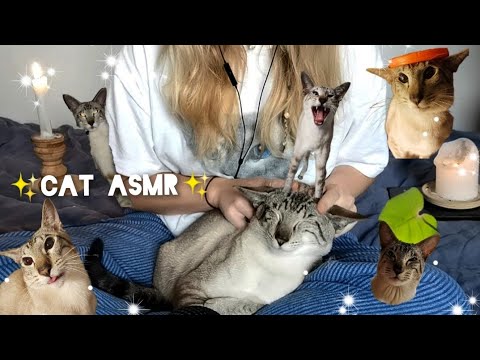cat ASMR