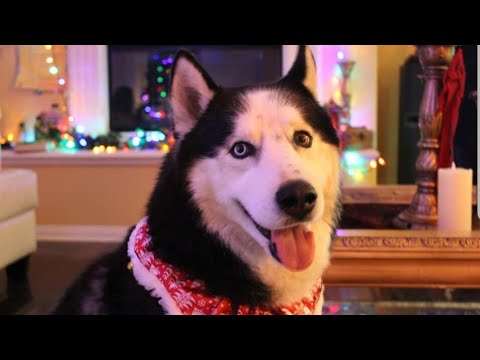ASMR Dog eating and petting sounds in the 12 Day of Christmas
