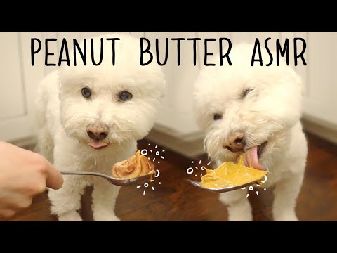 ASMR Pupper Eating Peanut Butter