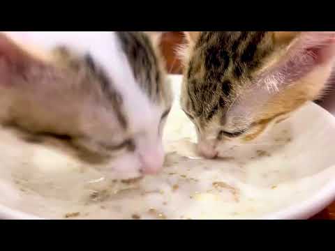 Kittens eating ASMR