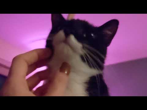 Purring Pixie Cat ASMR