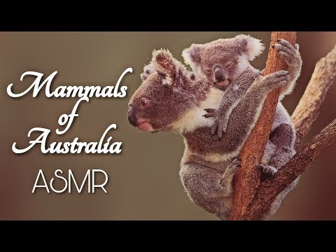 ASMR The Mammals of Australia (Page Flipping with Pointer)