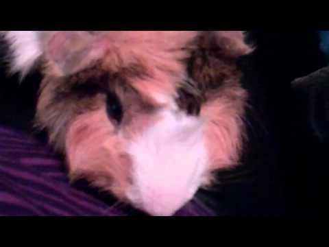 Goku The Guinea Pig Loves Getting Attention From Mommy