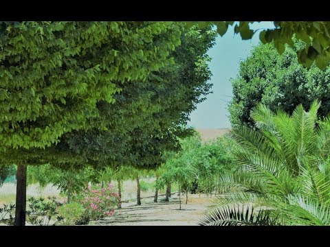 ASMR Nature Sounds: Spanish Country Walk 🌳🦎 | Ambient Wind/Birds/Footsteps for  Relaxation