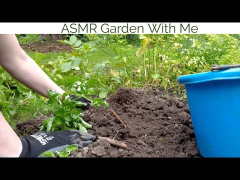 ASMR Garden With Me- Picking things for dinner (No Talking)