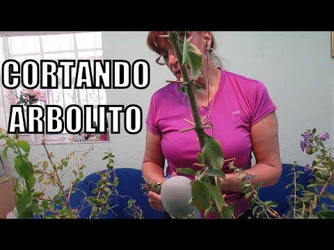 ASMR TIJERAS-CORTANDO MI PLANTA ✂️🌳EN ESPAÑOL-I'm CUTTIcuttingNG my PLANT with SCISSORS