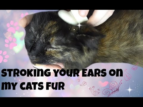 ASMR Stroking Your Ears On My Cats Fluffy Fur🐱★, Purring Binaural ★Experiment★