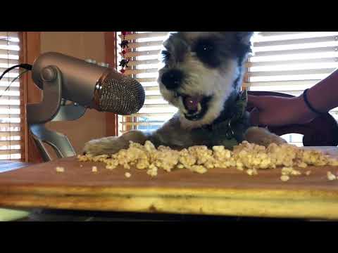 ASMR Dog Eating Crackers for 2 Minuets