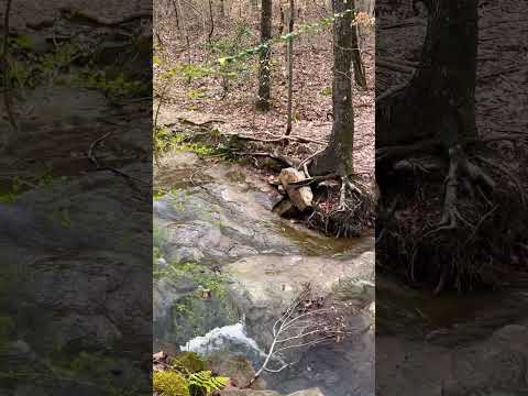 Unedited, calm, natural stream sounds☀️ #nature #asmr #calming #satisfying #relaxing