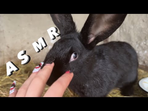 ASMR Outside in Village ( snow, wood, animals)❄️
